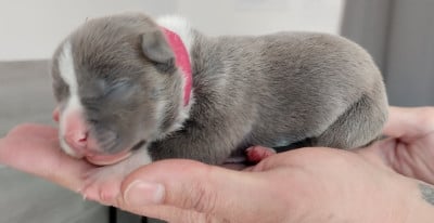 Chiot collier rose foncé - American Staffordshire Terrier