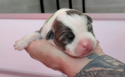 Chiot collier vert - American Staffordshire Terrier