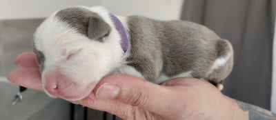 American Staffordshire Terrier