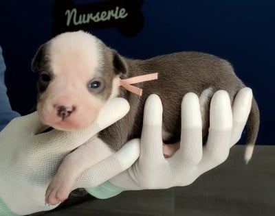 Les chiots de American Staffordshire Terrier
