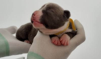 Les chiots de American Staffordshire Terrier