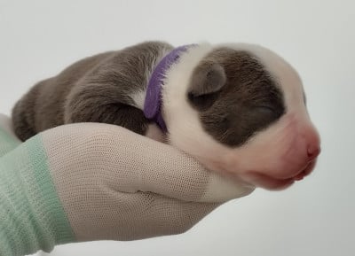 Les chiots de American Staffordshire Terrier