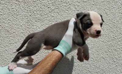 Les chiots de American Staffordshire Terrier