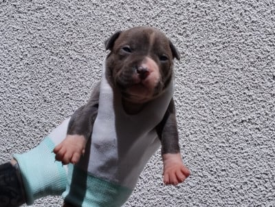 Les chiots de American Staffordshire Terrier