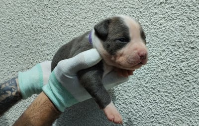 Les chiots de American Staffordshire Terrier