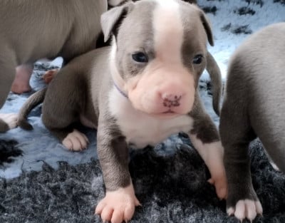 Les chiots de American Staffordshire Terrier