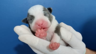 Les chiots de American Staffordshire Terrier