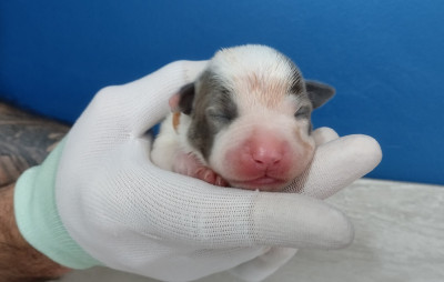 Les chiots de American Staffordshire Terrier