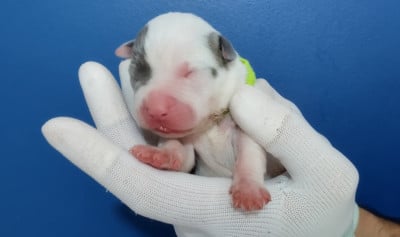 Les chiots de American Staffordshire Terrier