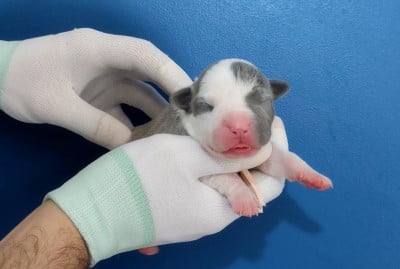 Les chiots de American Staffordshire Terrier