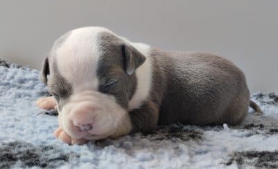Les chiots de American Staffordshire Terrier