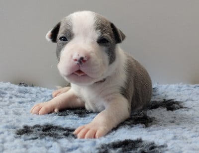 Les chiots de American Staffordshire Terrier
