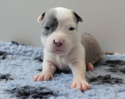 Les chiots de American Staffordshire Terrier