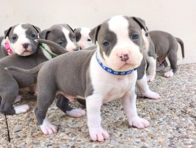 Les chiots de American Staffordshire Terrier