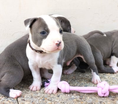 Les chiots de American Staffordshire Terrier