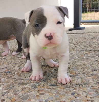 Les chiots de American Staffordshire Terrier