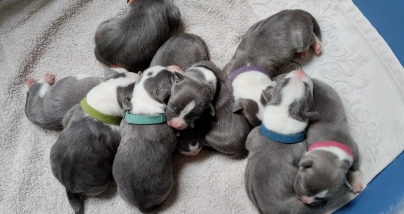 American Staffordshire Terrier - De La Legende Us De Siberia