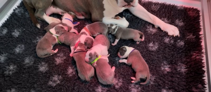 American Staffordshire Terrier - De La Legende Us De Siberia