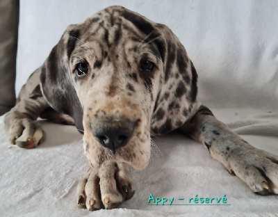 Les chiots de Dogue allemand