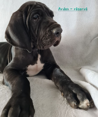 Les chiots de Dogue allemand
