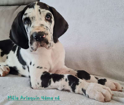 Les chiots de Dogue allemand