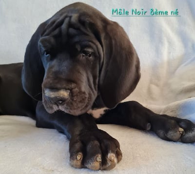 Les chiots de Dogue allemand