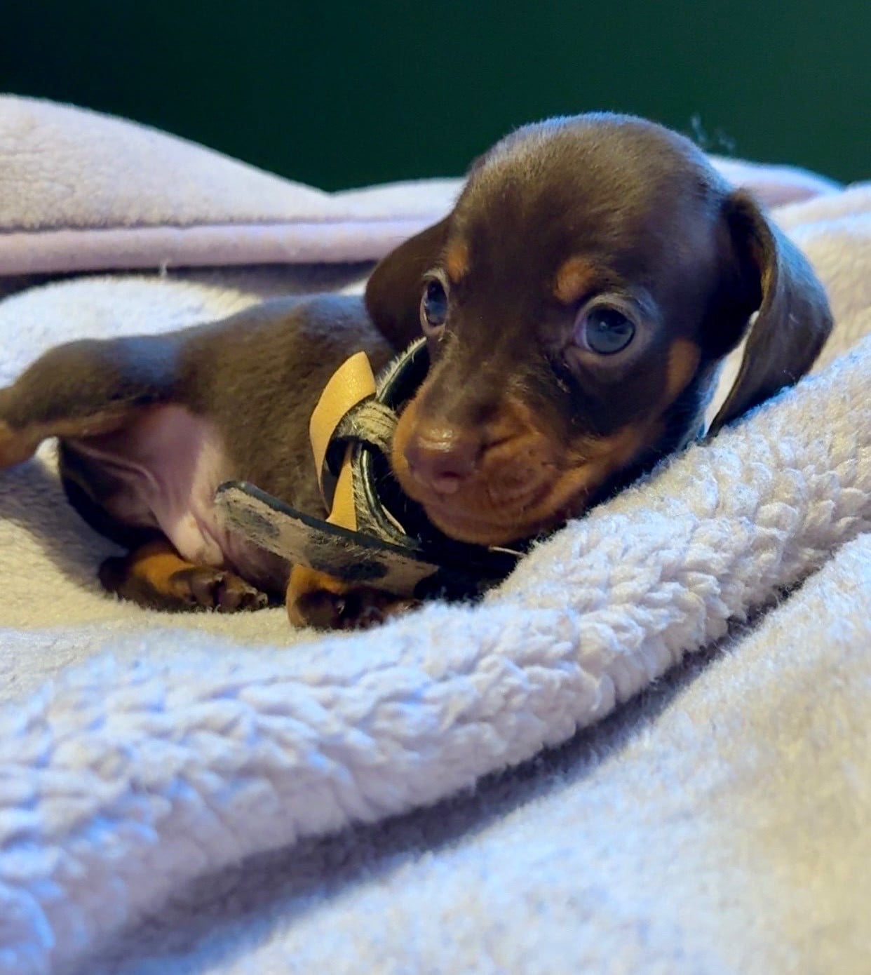 Teckel poil ras - Des Pépites De La Bergerie