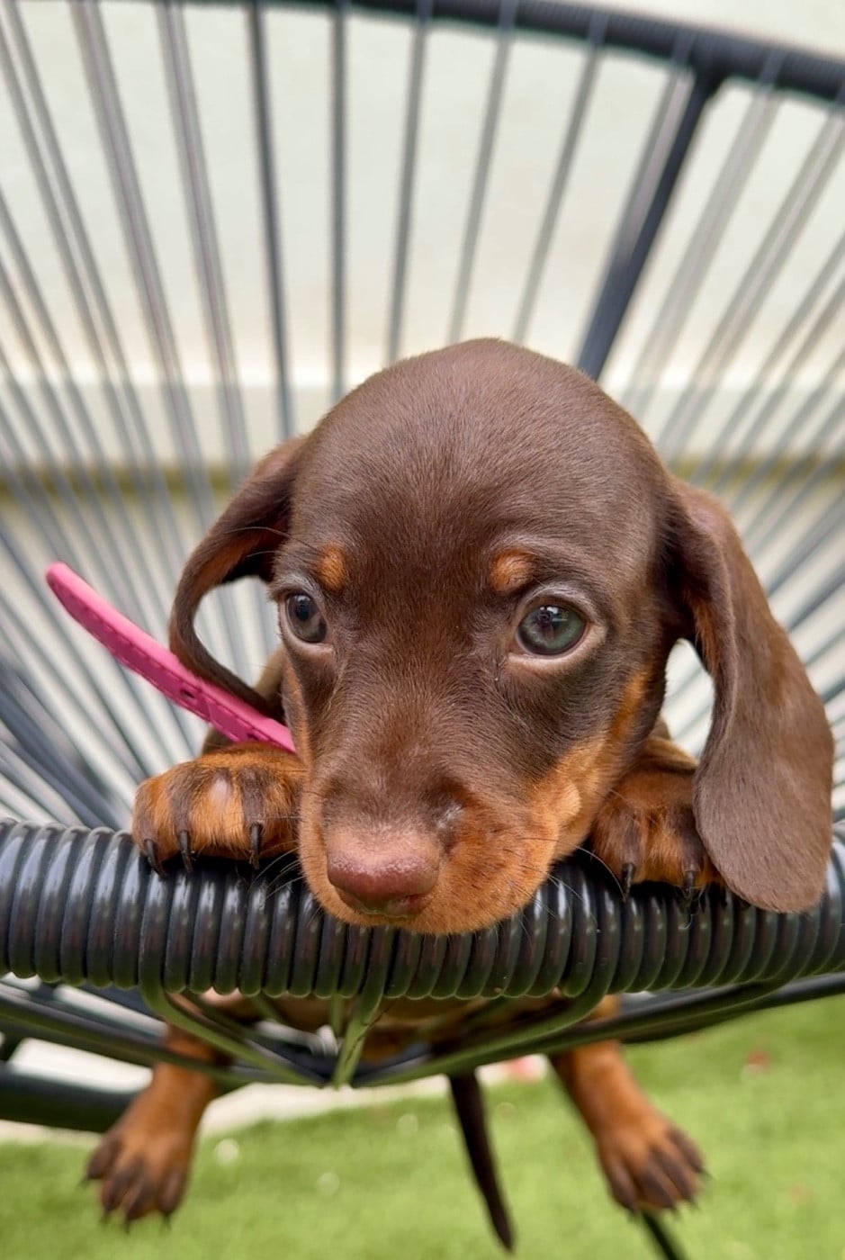 Teckel poil ras - Des Pépites De La Bergerie