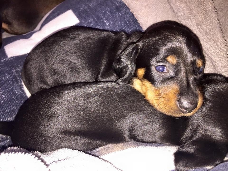 Teckel poil ras - Des Pépites De La Bergerie