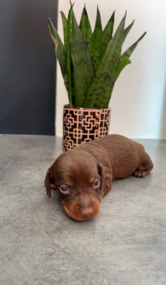 Les chiots de Teckel poil ras