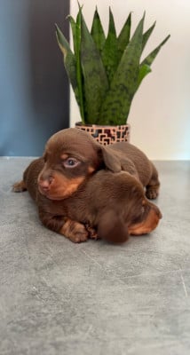 Les chiots de Teckel poil ras