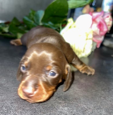 Les chiots de Teckel poil ras