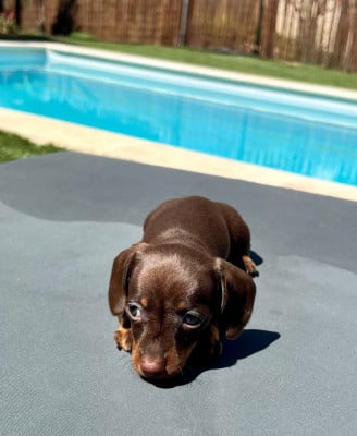 Les chiots de Teckel poil ras