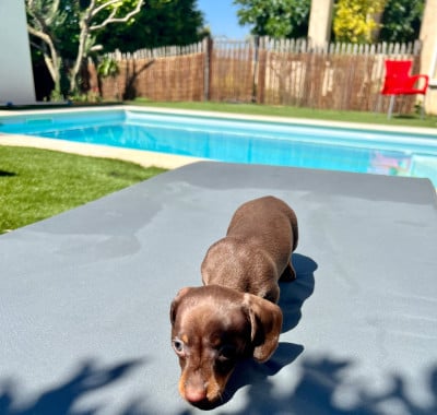 Les chiots de Teckel poil ras