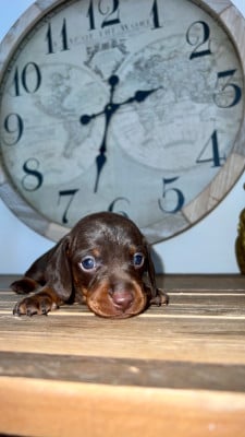 Les chiots de Teckel poil ras