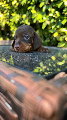 Les chiots de Teckel poil ras