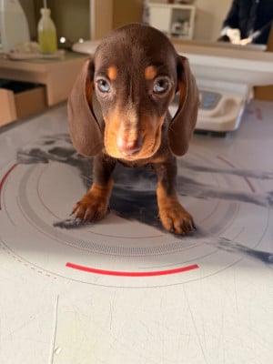 Les chiots de Teckel poil ras