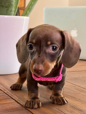 Les chiots de Teckel poil ras