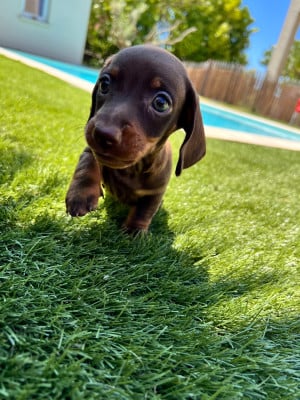Les chiots de Teckel poil ras