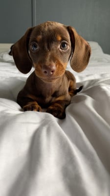 Les chiots de Teckel poil ras