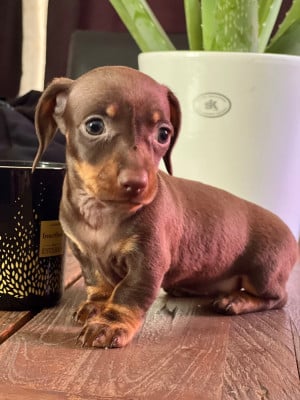 Les chiots de Teckel poil ras