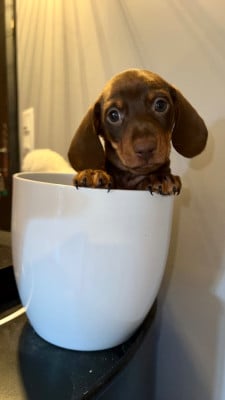 Les chiots de Teckel poil ras