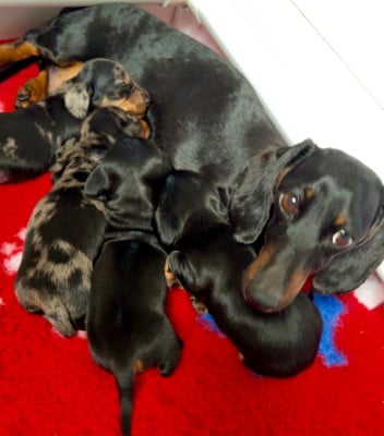 Les chiots de Teckel poil ras