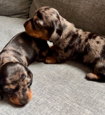 Les chiots de Teckel poil ras