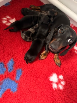 Les chiots de Teckel poil ras