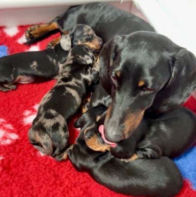 Les chiots de Teckel poil ras