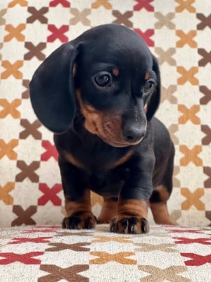 Les chiots de Teckel poil ras