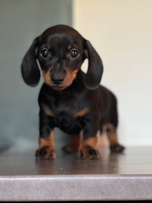 Les chiots de Teckel poil ras