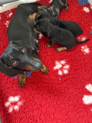 Les chiots de Teckel poil ras