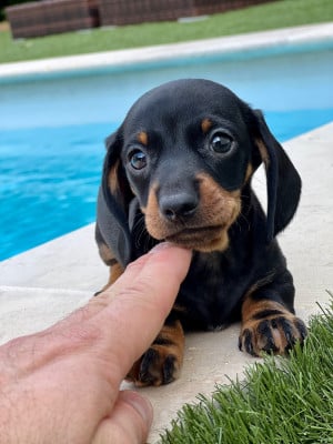 Les chiots de Teckel poil ras